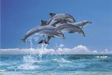 Poster - Four dolphins  Enmarcado de laminas